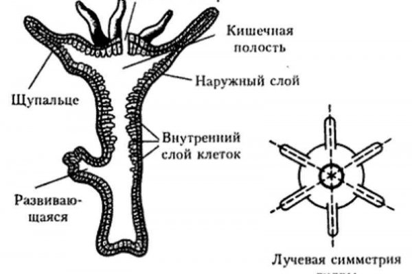 Зеркало omgomgomg рабочее